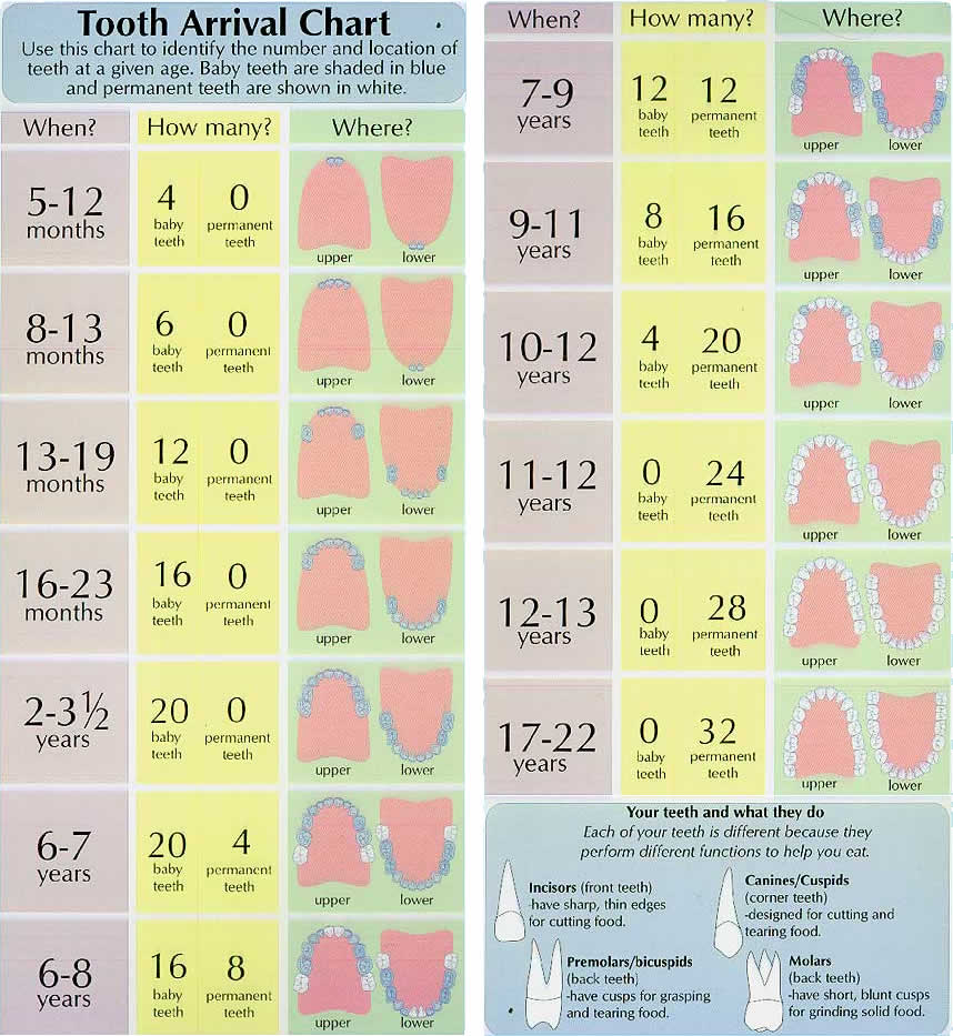 tooth-arrival-chart2